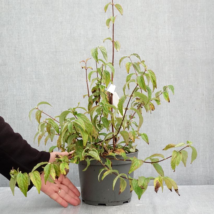 Spécimen de Deutzia hybride Mont Rose - Deutzie Pot de 2L/3L tel que livré en automne