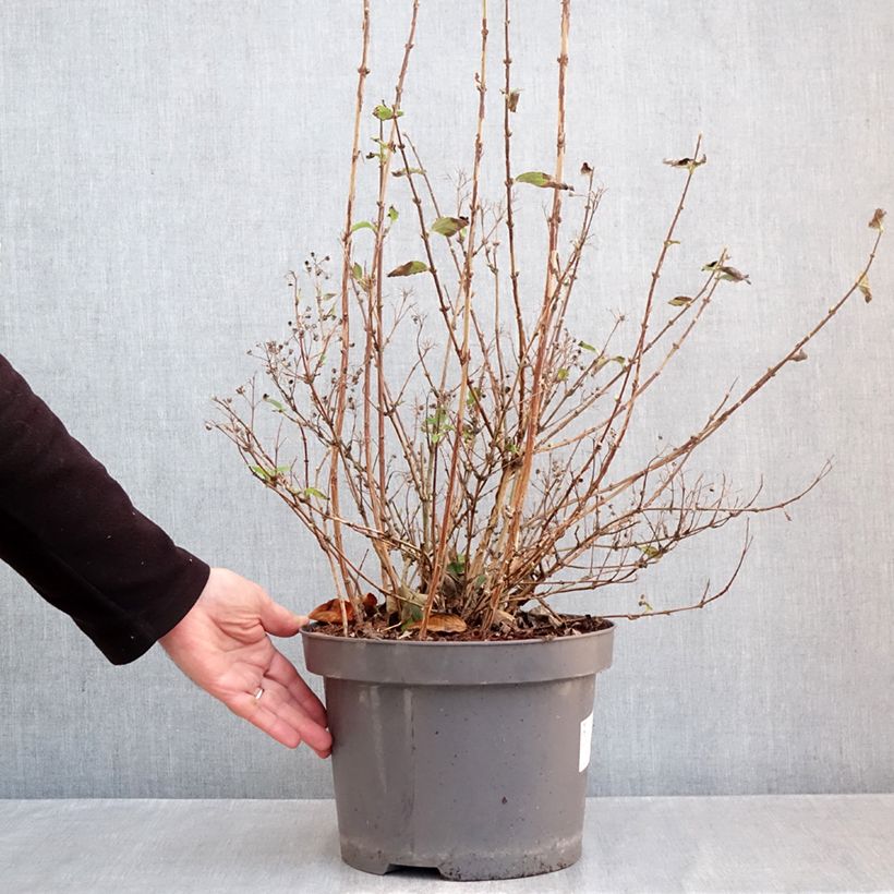 Spécimen de Deutzia hybride Mont Rose - Deutzie Pot de 7,5L/10L tel que livré en automne