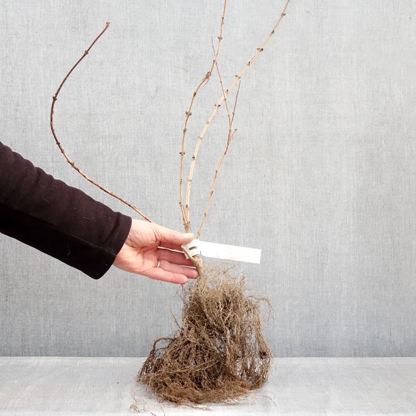 Example of Deutzia hybride Mont Rose - Deutzie Racines nues as you get in hiver