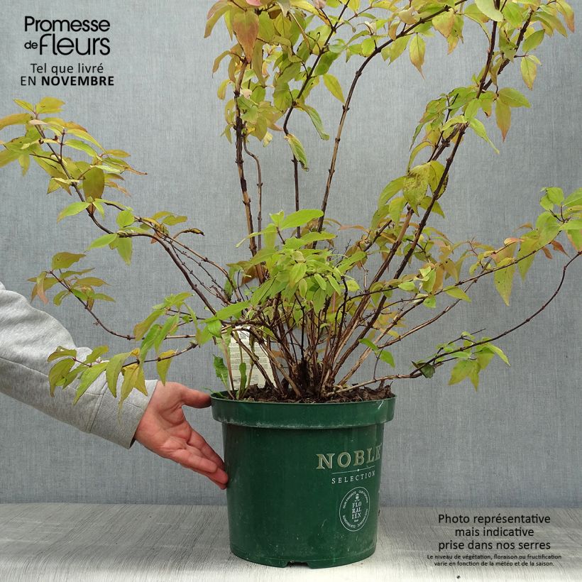 Spécimen de Deutzia hybride Raspberry Sundae - Deutzie Pot de 7,5L/10L tel que livré en automne