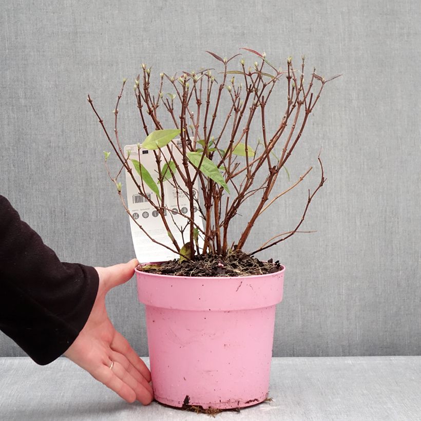 Spécimen de Deutzia Million Stars Pink Cloud Pot de 3L/4L tel que livré en hiver