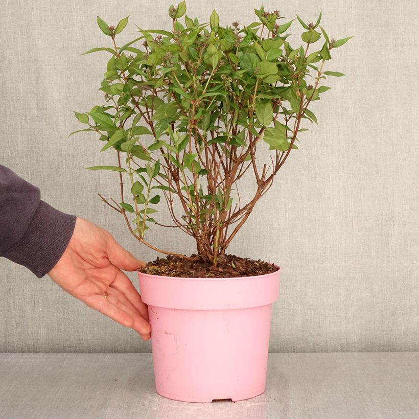 Spécimen de Deutzia Million Stars Pink Cloud Pot de 3L/4L tel que livré au printemps