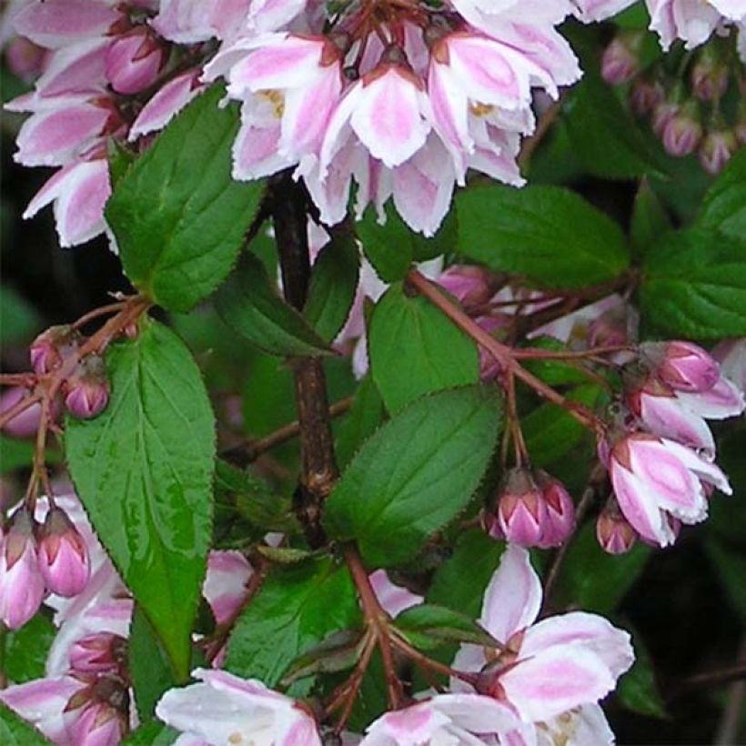 Deutzia purpurascens Kalmiiflora - Deutzie (Foliage)