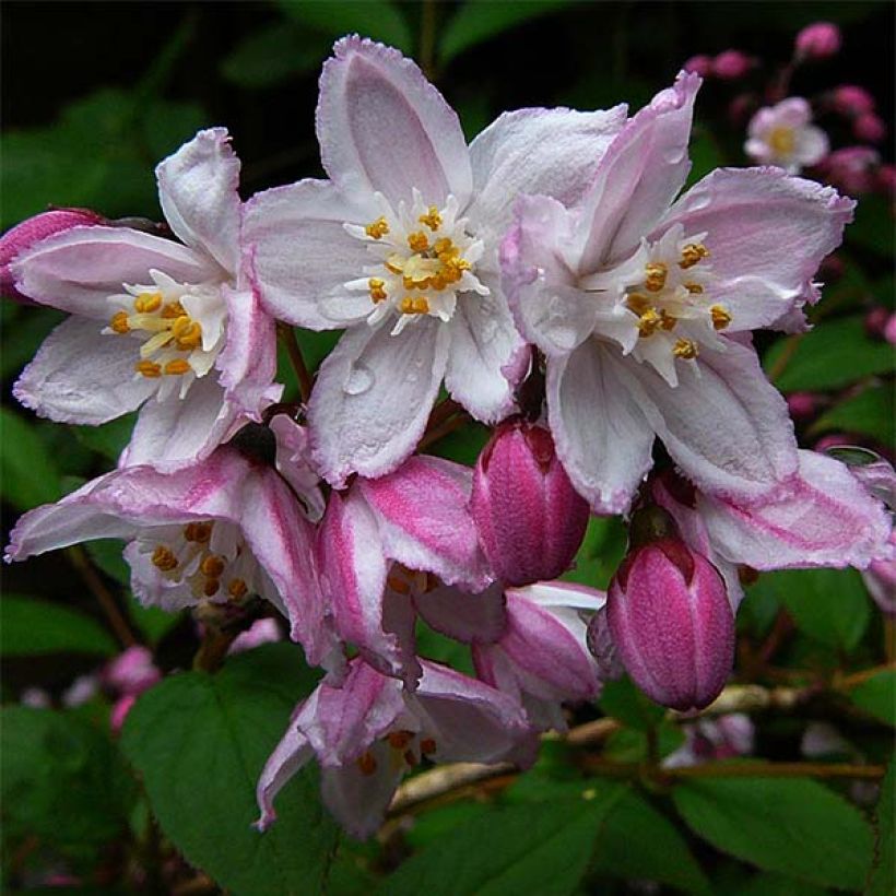 Deutzia purpurascens Kalmiiflora - Deutzie (Flowering)
