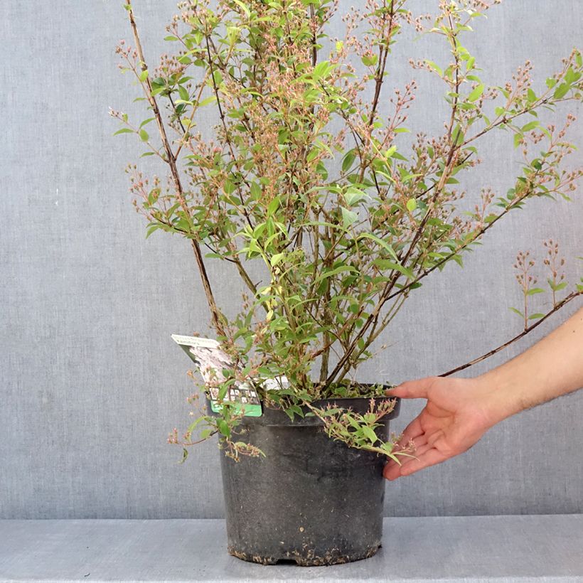 Example of Deutzia purpurascens Kalmiiflora - Deutzie Pot de 7,5L/10L as you get in printemps