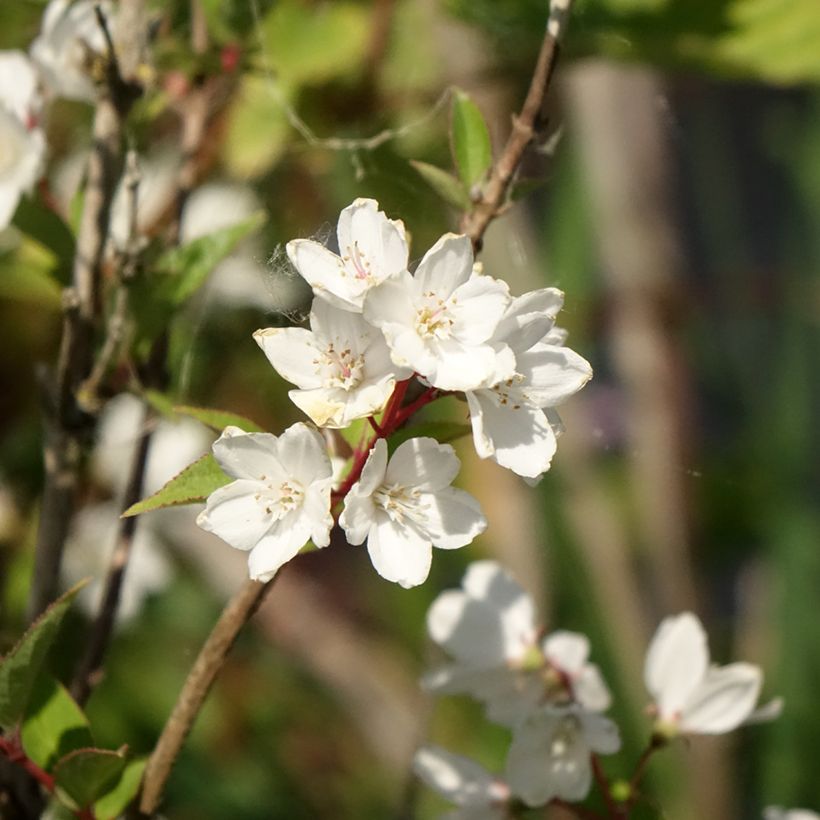 Deutzia rosea Campanulata (Floraison)