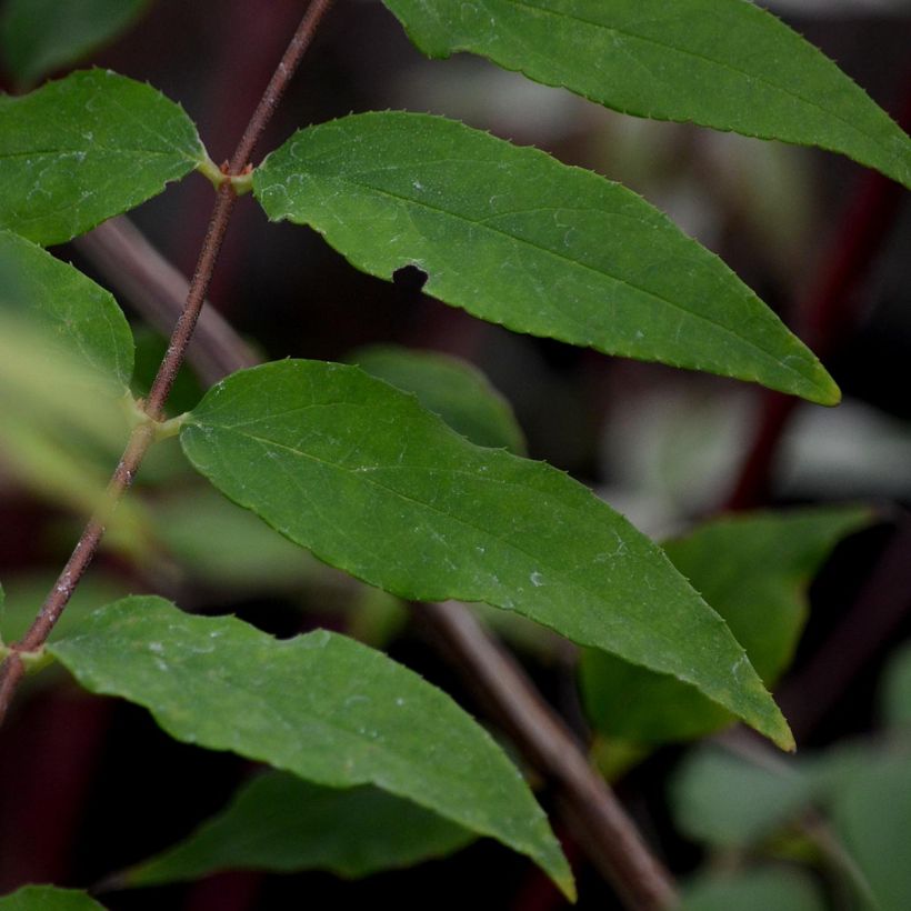 Deutzia scabra Codsall Pink - Deutzie (Foliage)