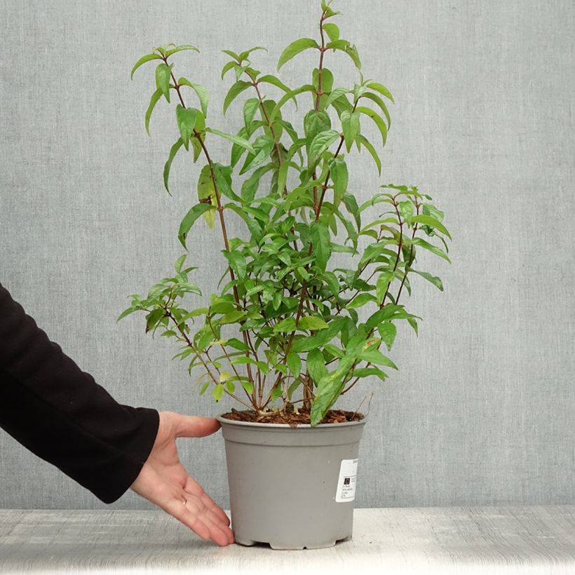 Spécimen de Deutzia scabra Punctata - Deutzie Pot de 2L/3L tel que livré en automne