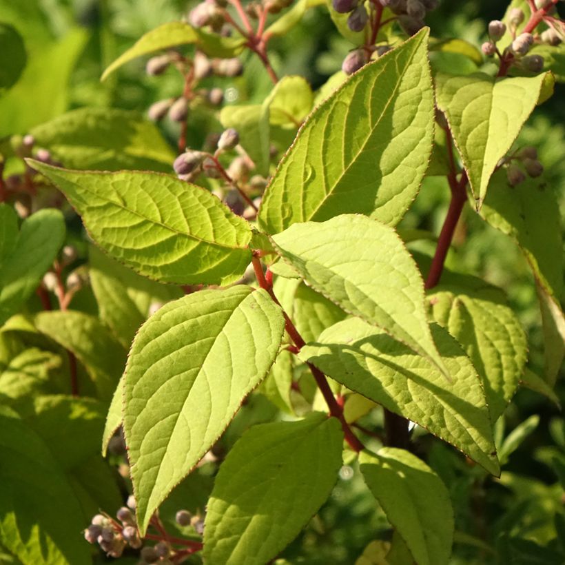 Deutzia Tourbillon Rouge (Foliage)