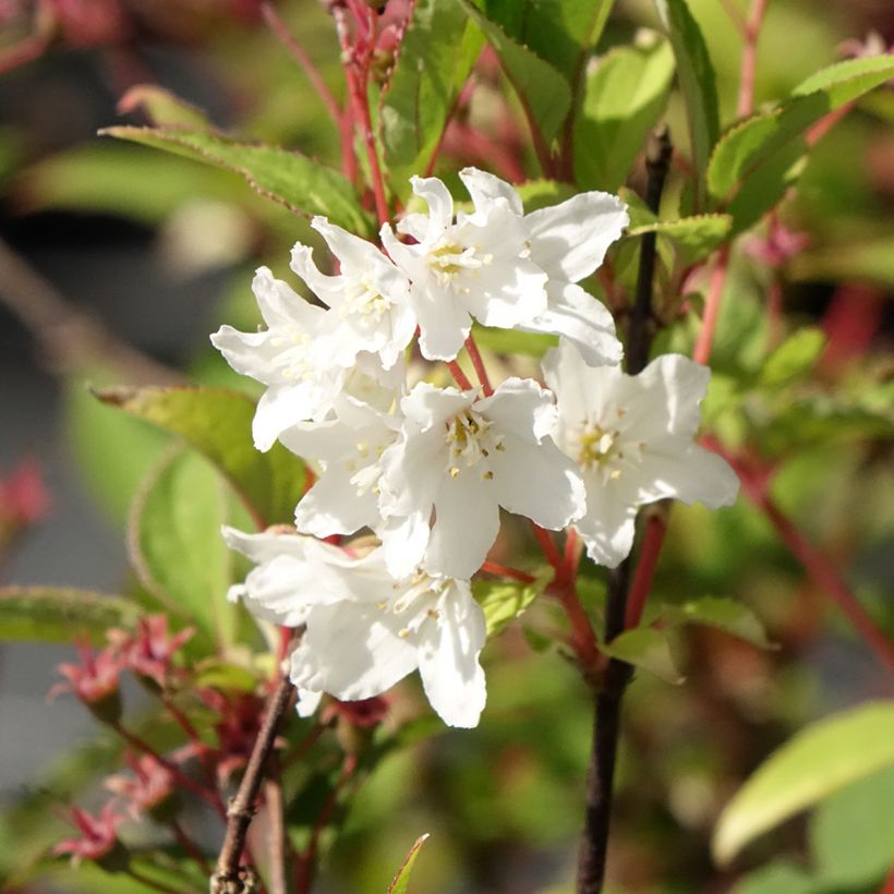 Deutzia x lemoinei - Deutzie (Flowering)