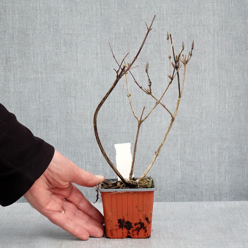 Example of Deutzia x lemoinei - Deutzie Godet de 8/9 cm as you get in printemps