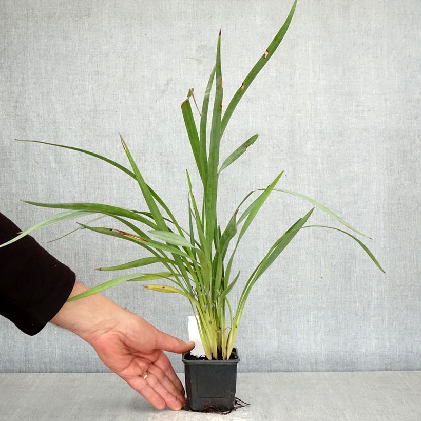 Spécimen de Dianella caerulea Cassa Blue Godet de 8/9 cm tel que livré au printemps
