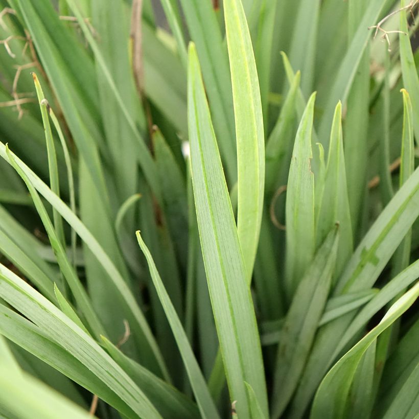 Dianella caerulea Cassa Blue (Feuillage)