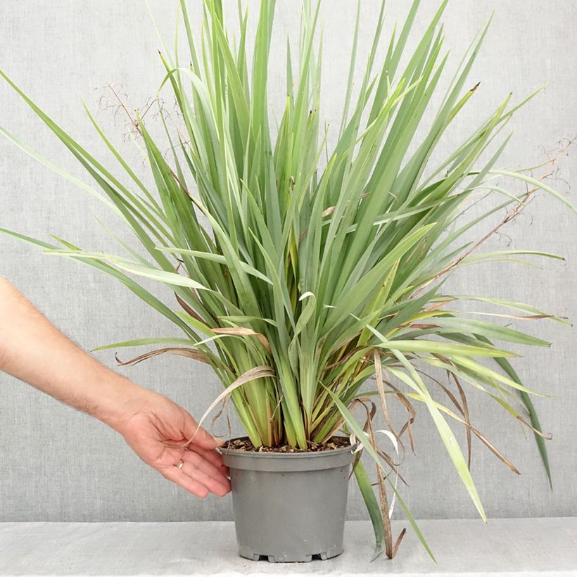 Spécimen de Dianella caerulea Cassa Blue Pot de 2L/3L tel que livré en été