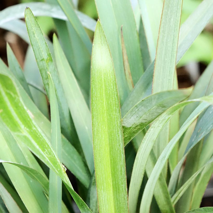 Dianella revoluta Blue Stream (Foliage)