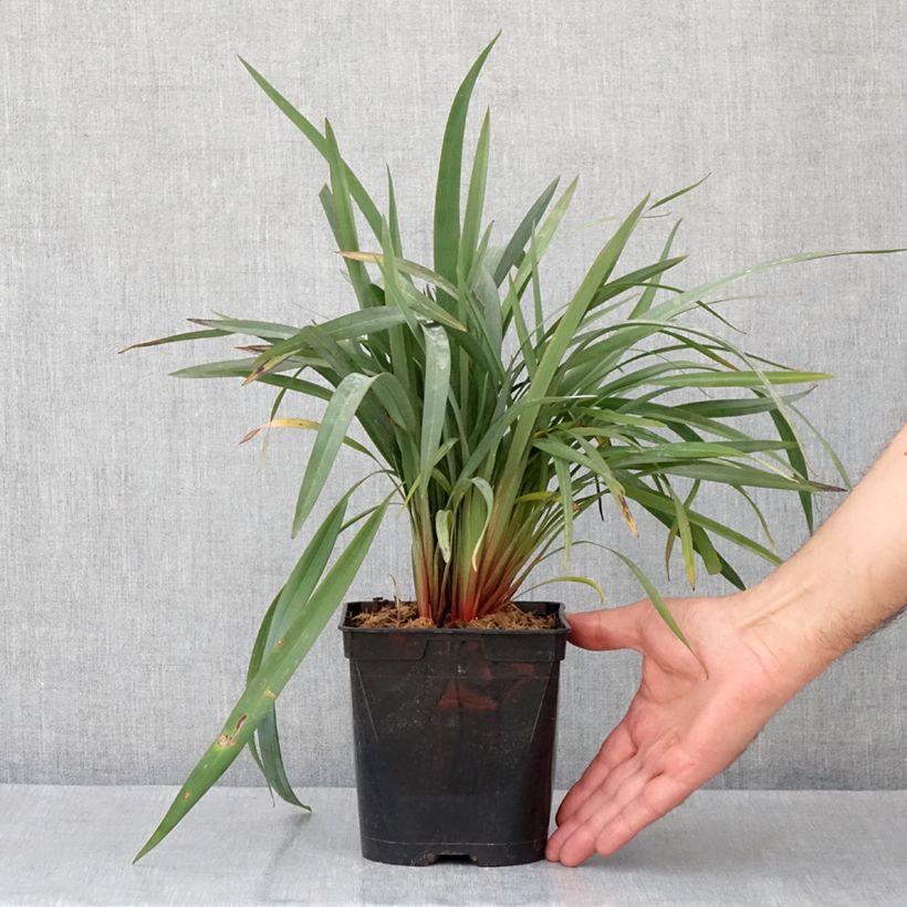 Example of Dianella revoluta Blue Stream Pot de 3L/4L as you get in printemps