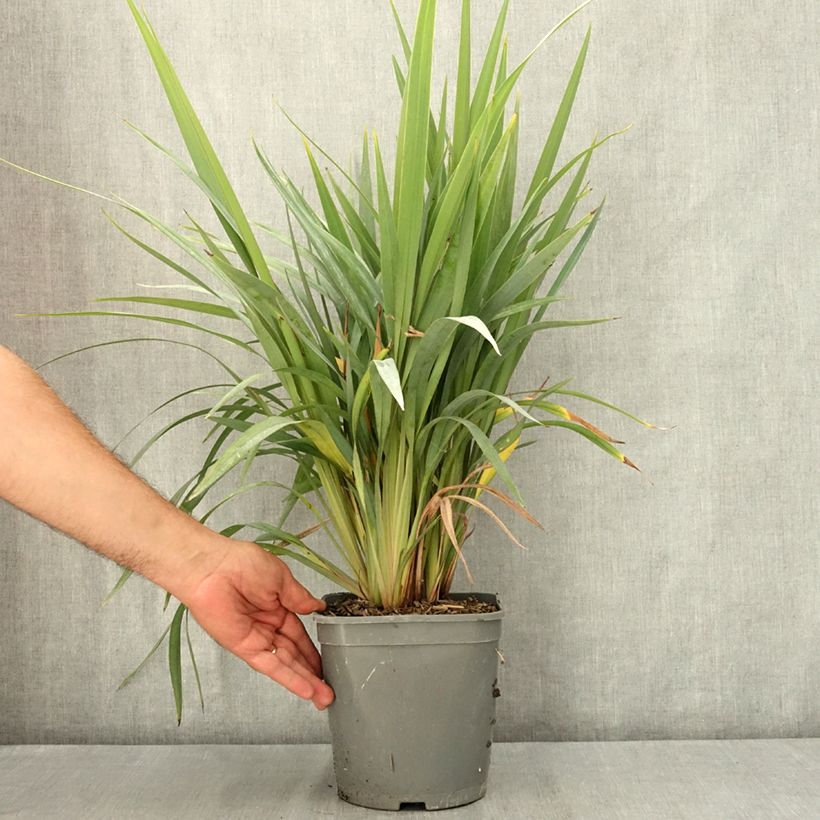 Spécimen de Dianella revoluta Clarity Blue Pot de 4L/5L tel que livré en été