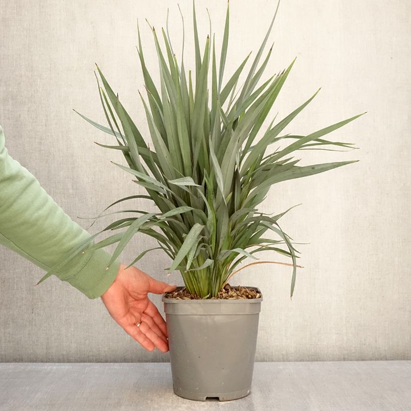 Spécimen de Dianella revoluta Clarity Blue Pot de 4L/5L tel que livré en hiver