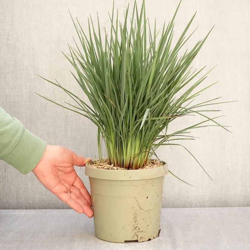 Example of Dianella revoluta Coolvista Pot de 3L/4L as you get in hiver