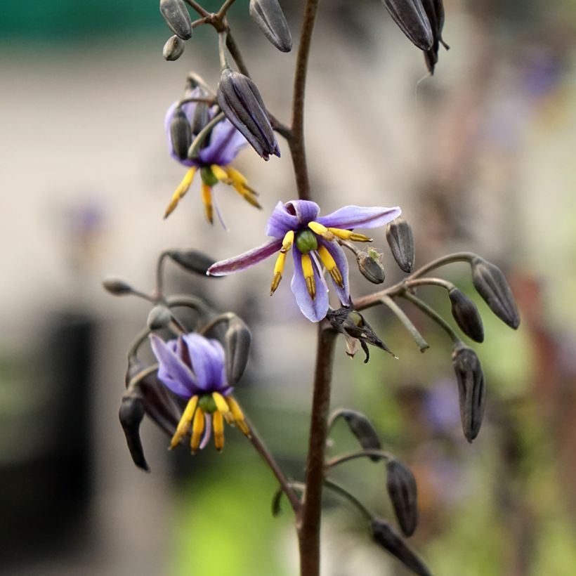 Dianella tasmanica Blaze (Floraison)