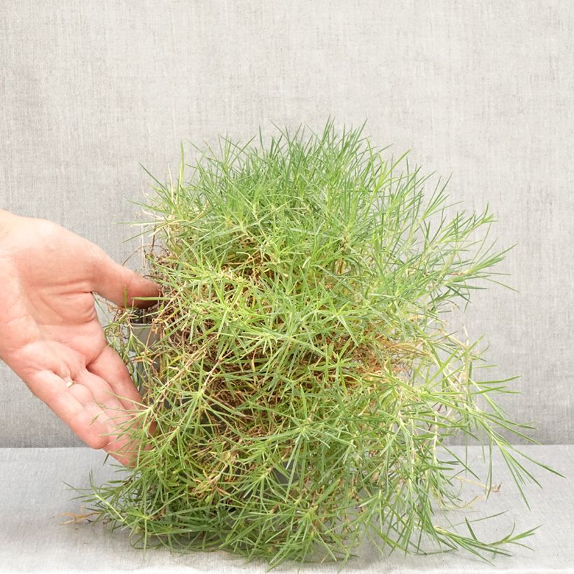 Spécimen de Dianthus arenarius - Oeillet des sables Pot de 2L/3L tel que livré en été