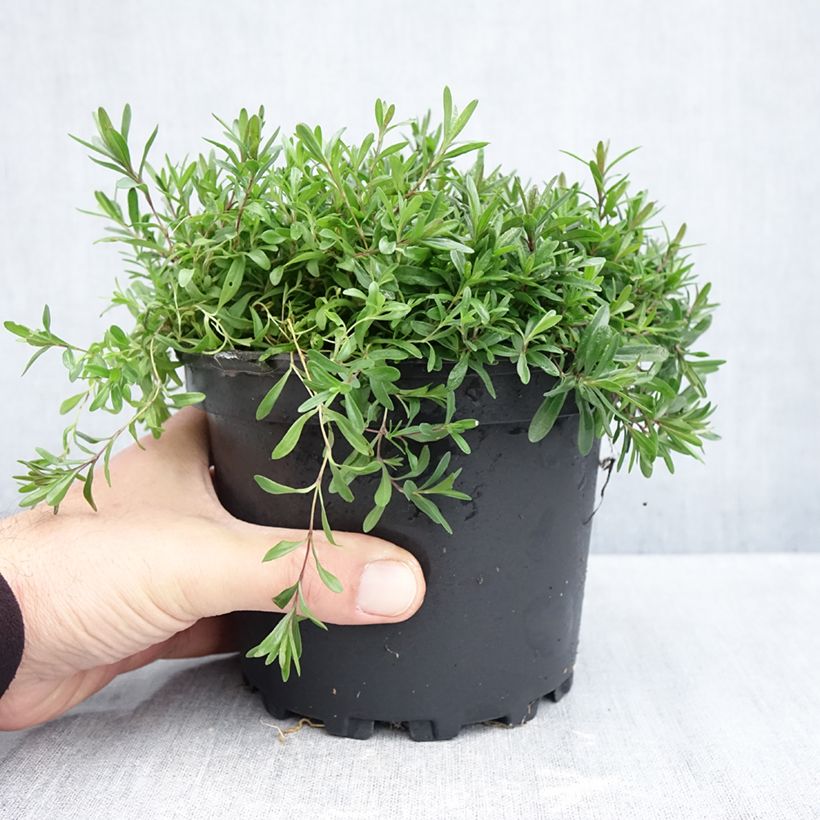 Spécimen de Dianthus deltoides Flashing Light - Oeillet des landes Pot de 2L/3L tel que livré en automne