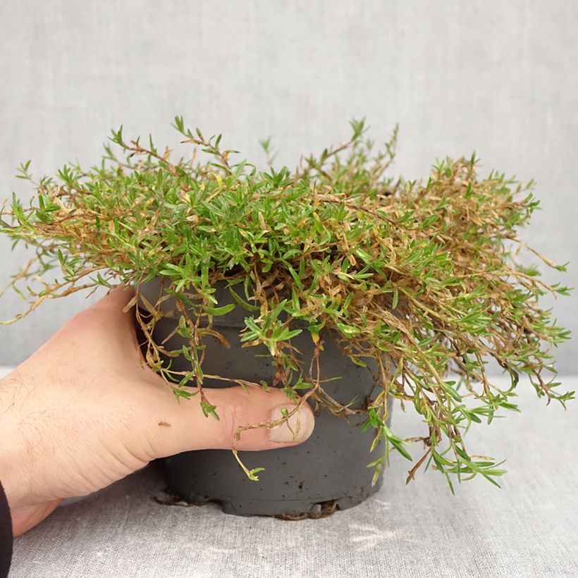 Spécimen de Dianthus deltoides - Oeillet à delta Pot de 1,5L/2L tel que livré en automne