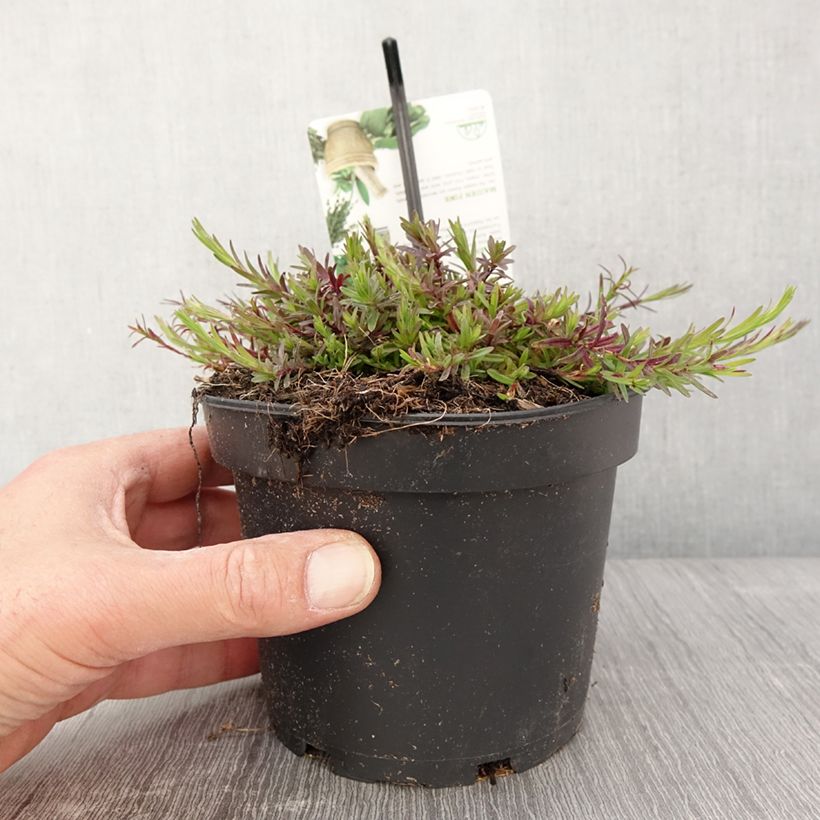 Spécimen de Dianthus deltoides - Oeillet à delta Pot de 1,5L/2L tel que livré au printemps