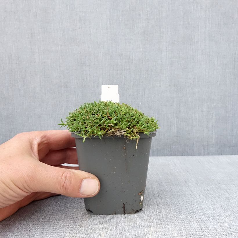 Spécimen de Dianthus La Bourboule Alba - Oeillet Godet de 8/9 cm tel que livré au printemps