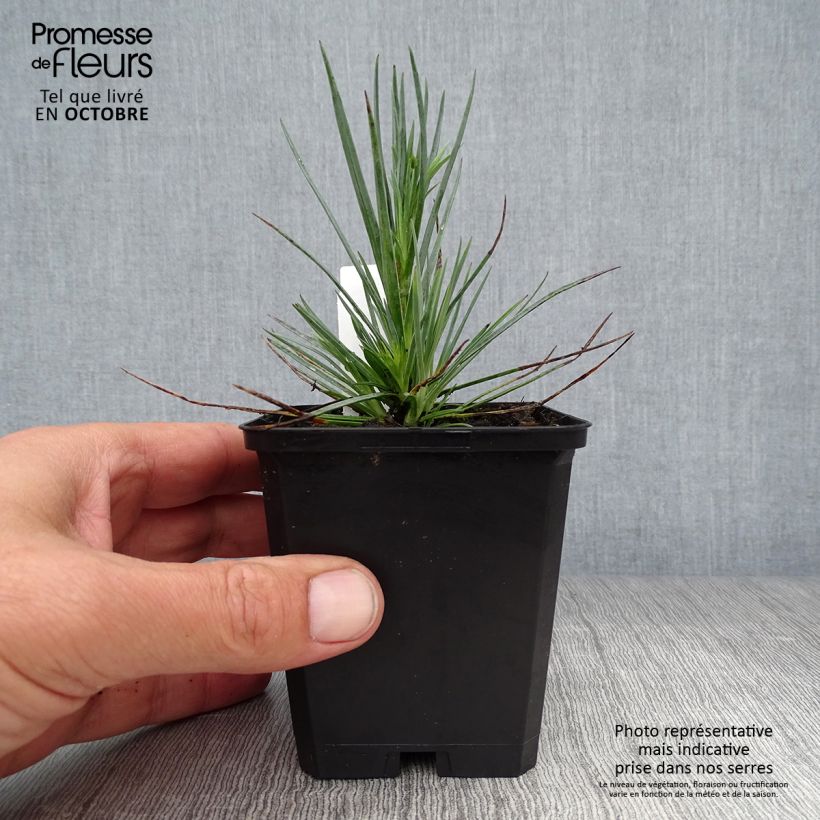 Spécimen de Dianthus plumarius David - Oeillet mignardise rouge vif. Godet de 8/9 cm tel que livré en automne