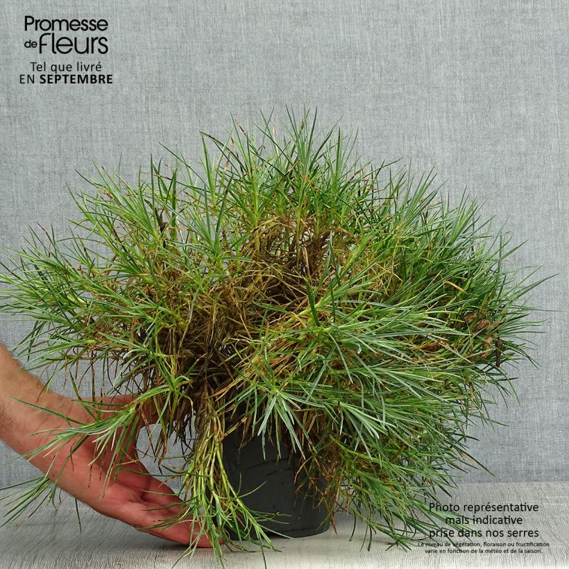 Spécimen de Dianthus plumarius Moulin Rouge (Pink Bicolour) - Oeillet mignardise Pot de 2L/3L tel que livré en été
