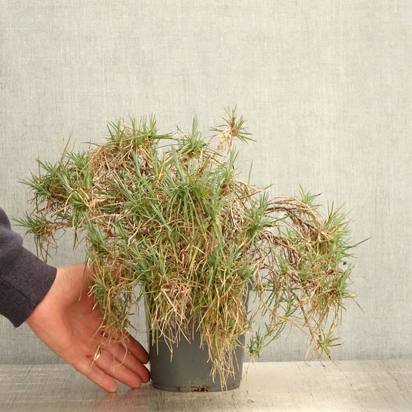 Example of Dianthus plumarius Moulin Rouge (Pink Bicolour) - Oeillet mignardise Pot de 2L/3L as you get in printemps