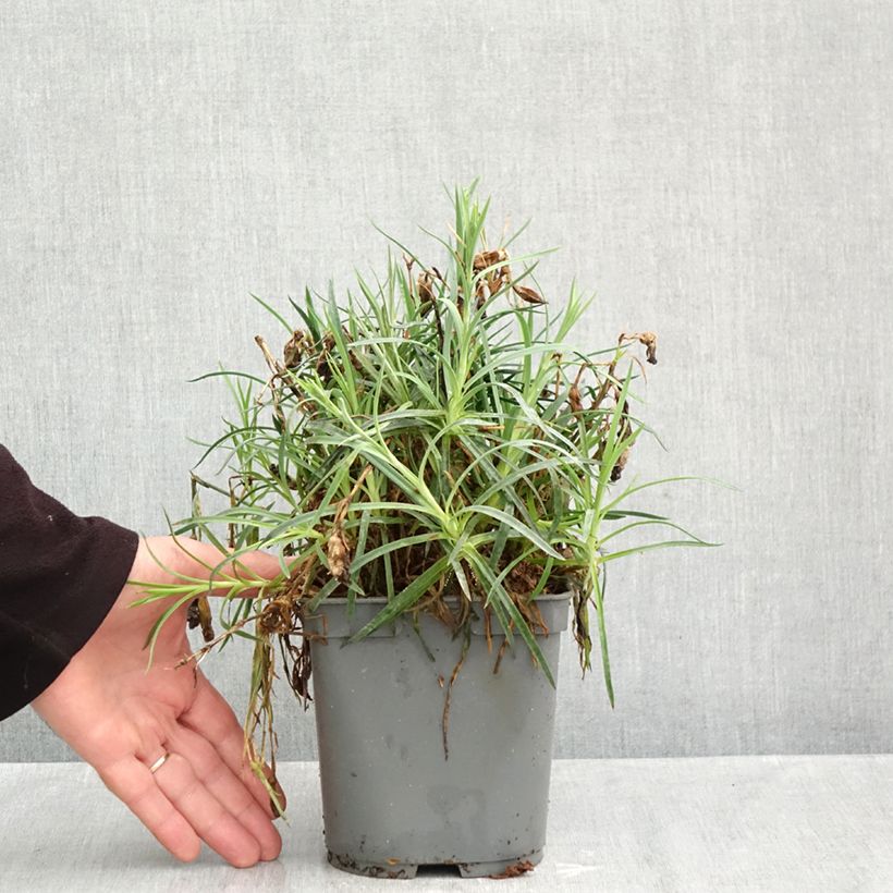 Spécimen de Dianthus plumarius Passion Hot Red - Œillet mignardise Pot de 2L/3L tel que livré en automne