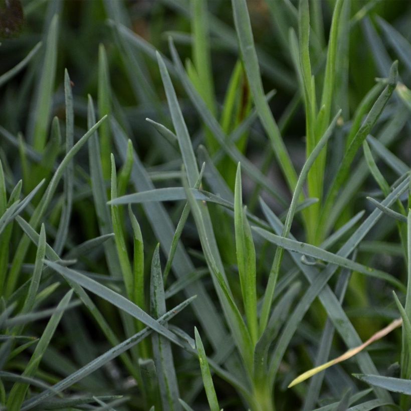 Dianthus plumarius Pike's Pink - Oeillet mignardise rose (Foliage)