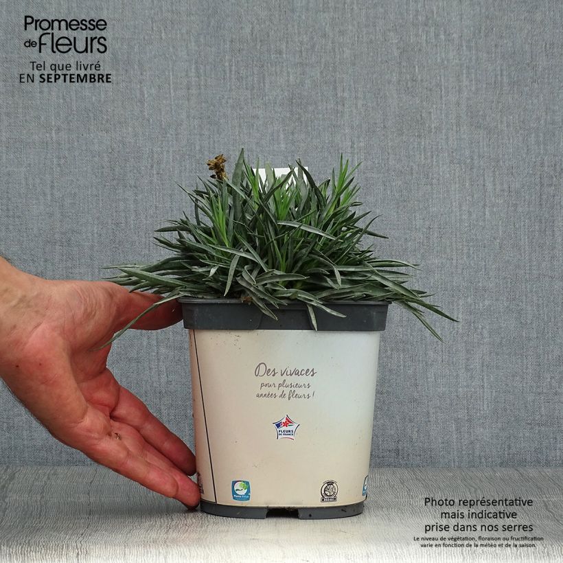Spécimen de Dianthus plumarius Scent First Memories - Œillet mignardise Pot de 2L/3L tel que livré en automne