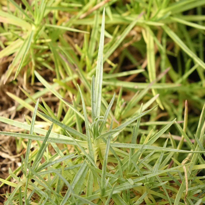 Dianthus spiculifolius, Oeillet (Foliage)