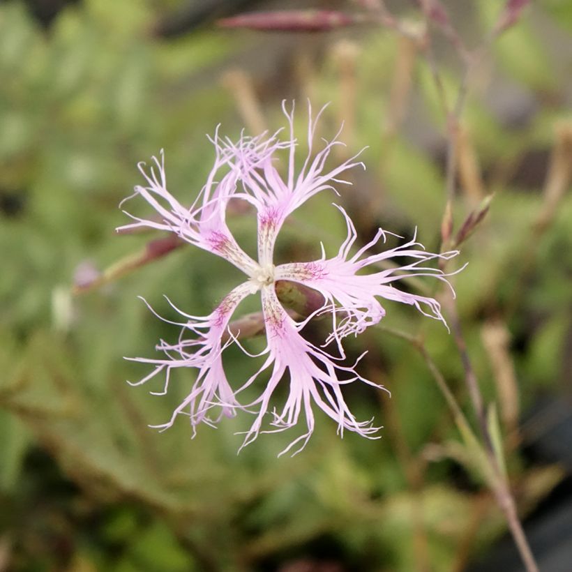 Dianthus superbus - Oeillet superbe (Flowering)