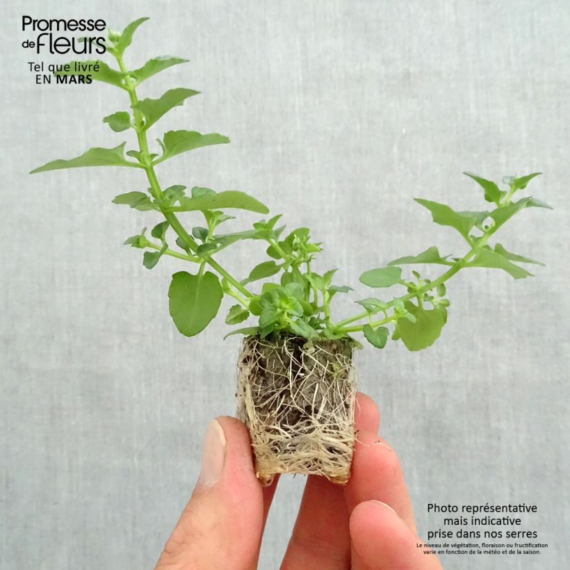 Example of Diascia Breezee Plus Orange Mini-motte Ø 1,5/2,5 cm, Plant vert de 5 à 10 cm de haut as you get in printemps