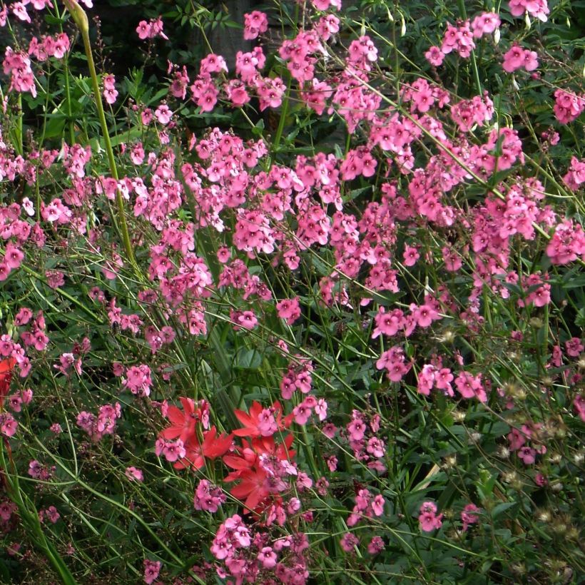Diascia personata - Diascie (Flowering)