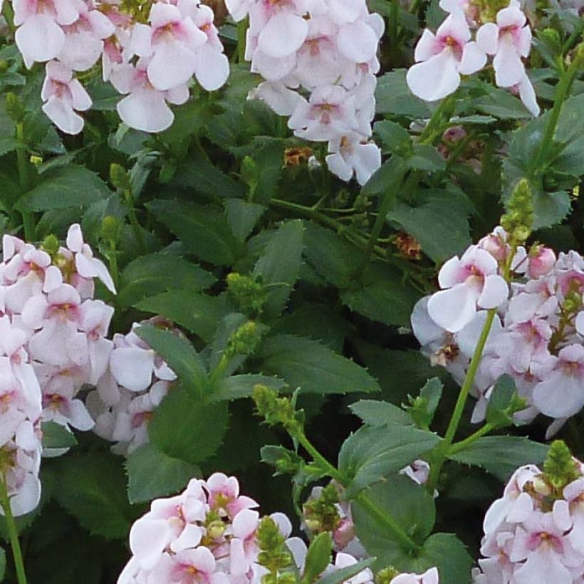 Diascia Sundascia Up Sakura Pink - Diascie blanche à coeur rose (Foliage)