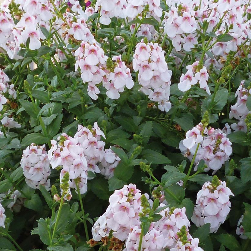 Diascia Sundascia Up Sakura Pink - Diascie blanche à coeur rose (Flowering)