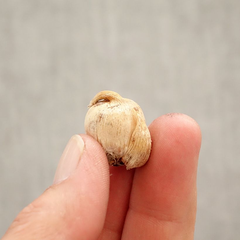 Example of Dichelostemma congestum Bulbe calibre 5+ as you get in printemps