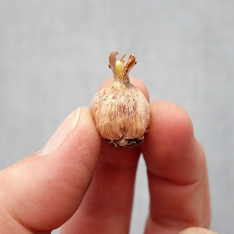 Example of Dichelostemma Pink Diamond Bulbe calibre 5+ as you get in printemps