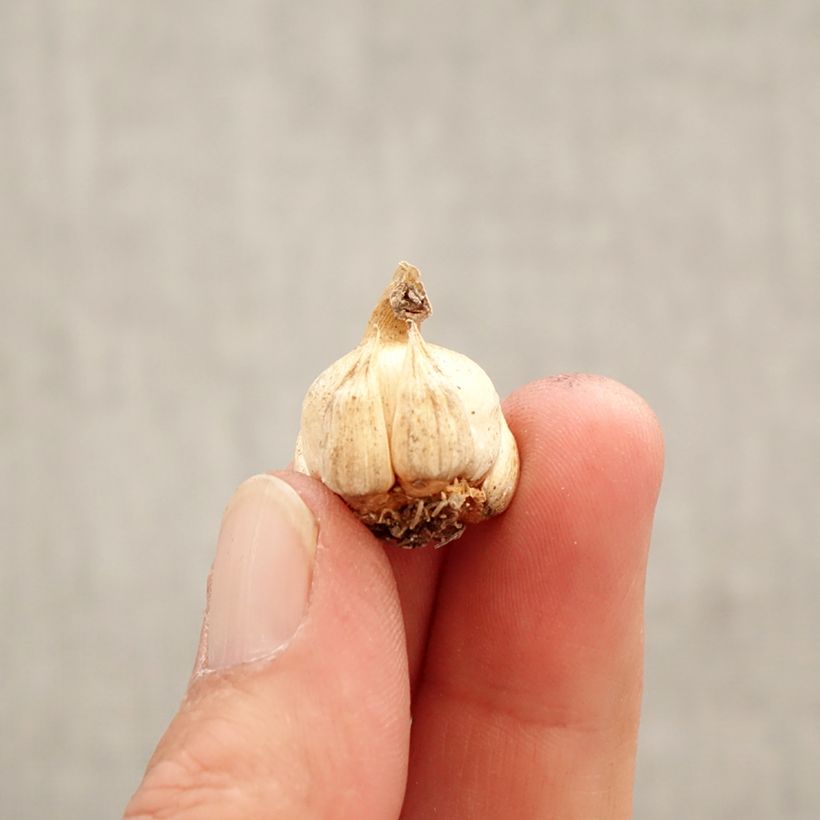 Spécimen de Dichelostemma ida-maia - Clochettes sanguines Bulbe calibre 5+ tel que livré au printemps