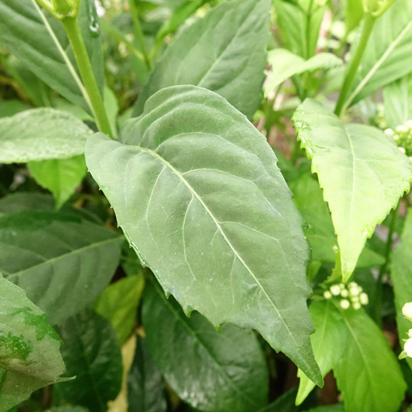 Dichroa versicolor Round Blue (Feuillage)