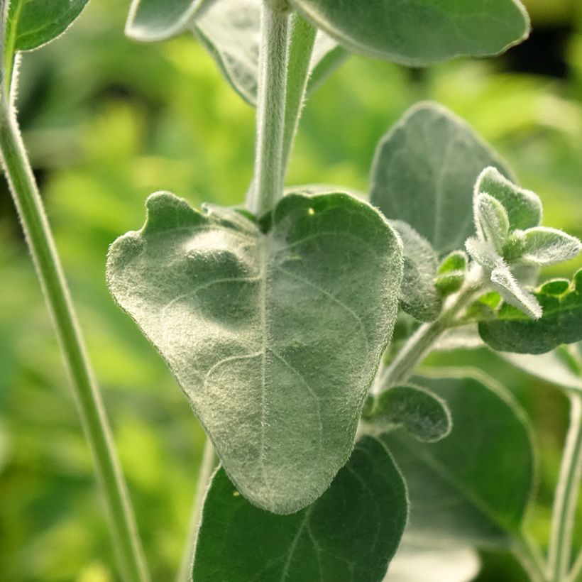 Dicliptera suberecta - Justicia ou Jacobinia squarrosa (Foliage)