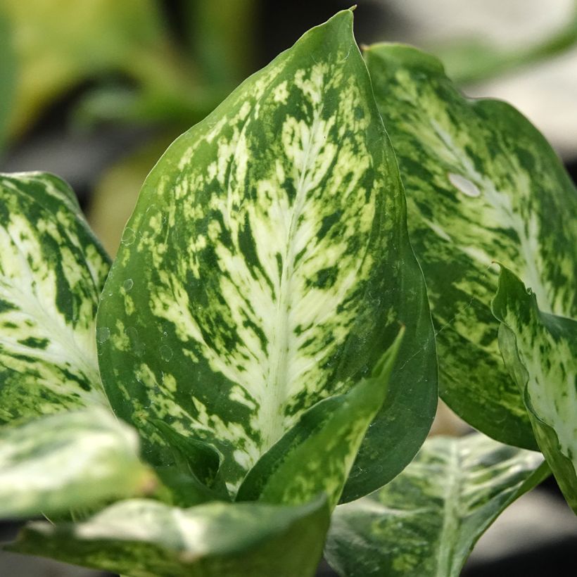 Dieffenbachia maculata Amy (Feuillage)