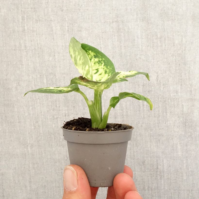 Spécimen de Dieffenbachia maculata Amy Mini-plante tel que livré au printemps