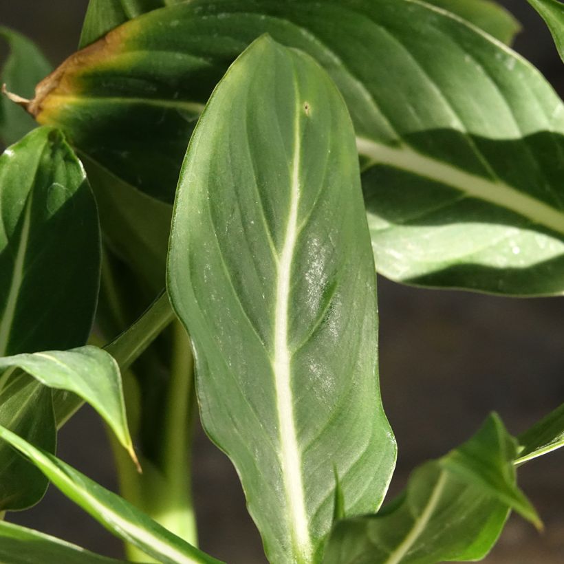 Dieffenbachia Sterling (Feuillage)