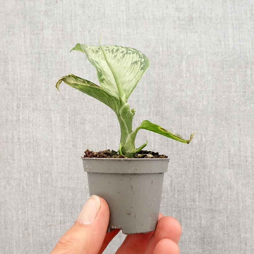 Example of Dieffenbachia Tropic Snow Mini-plante as you get in printemps